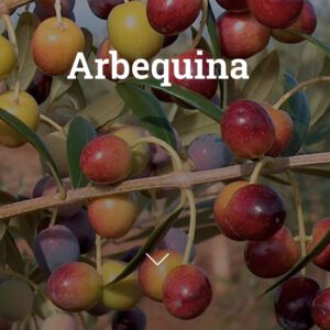OLIVO ARBEQUINA