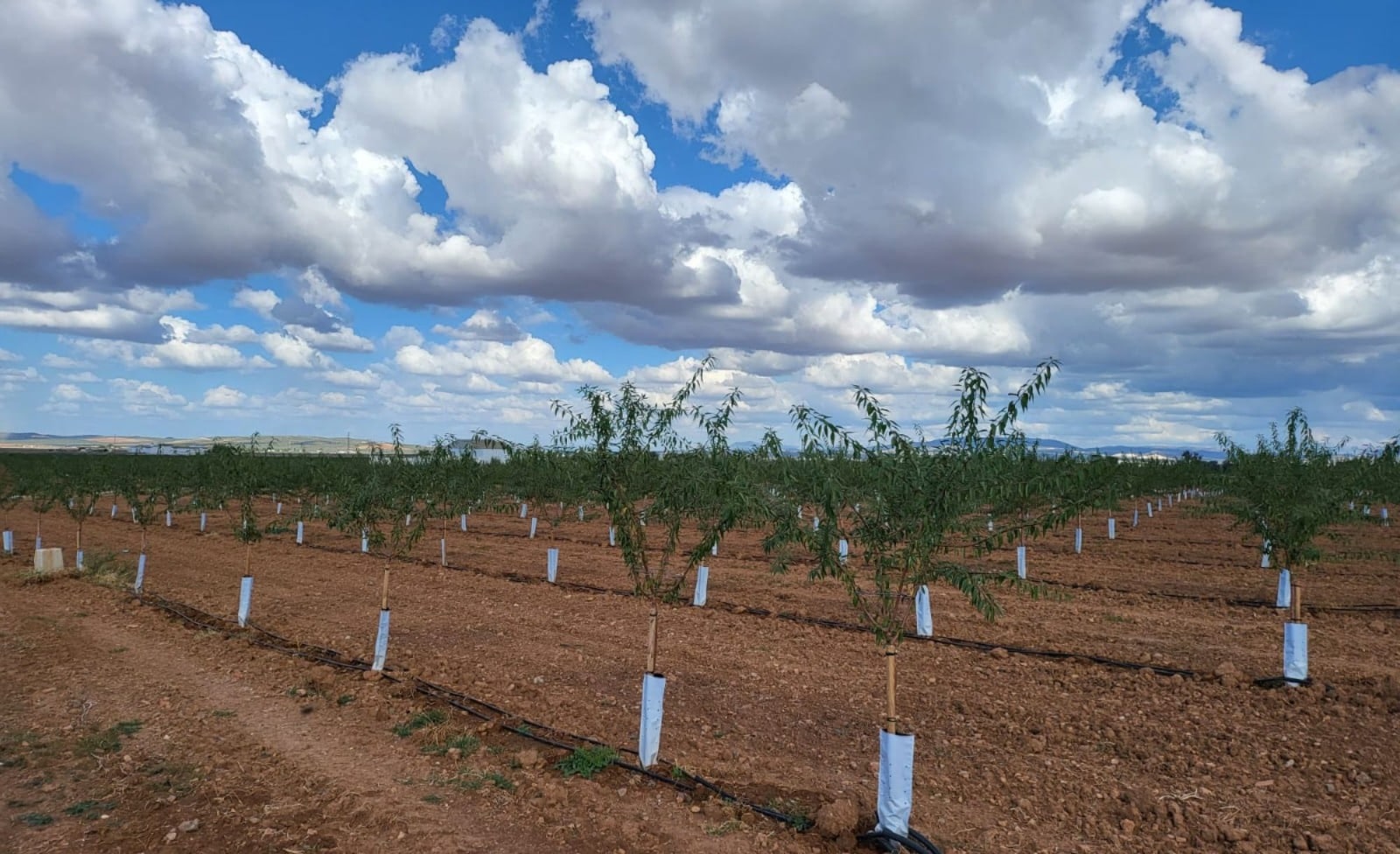 Cultivo con tutores de madera de pino tratada
