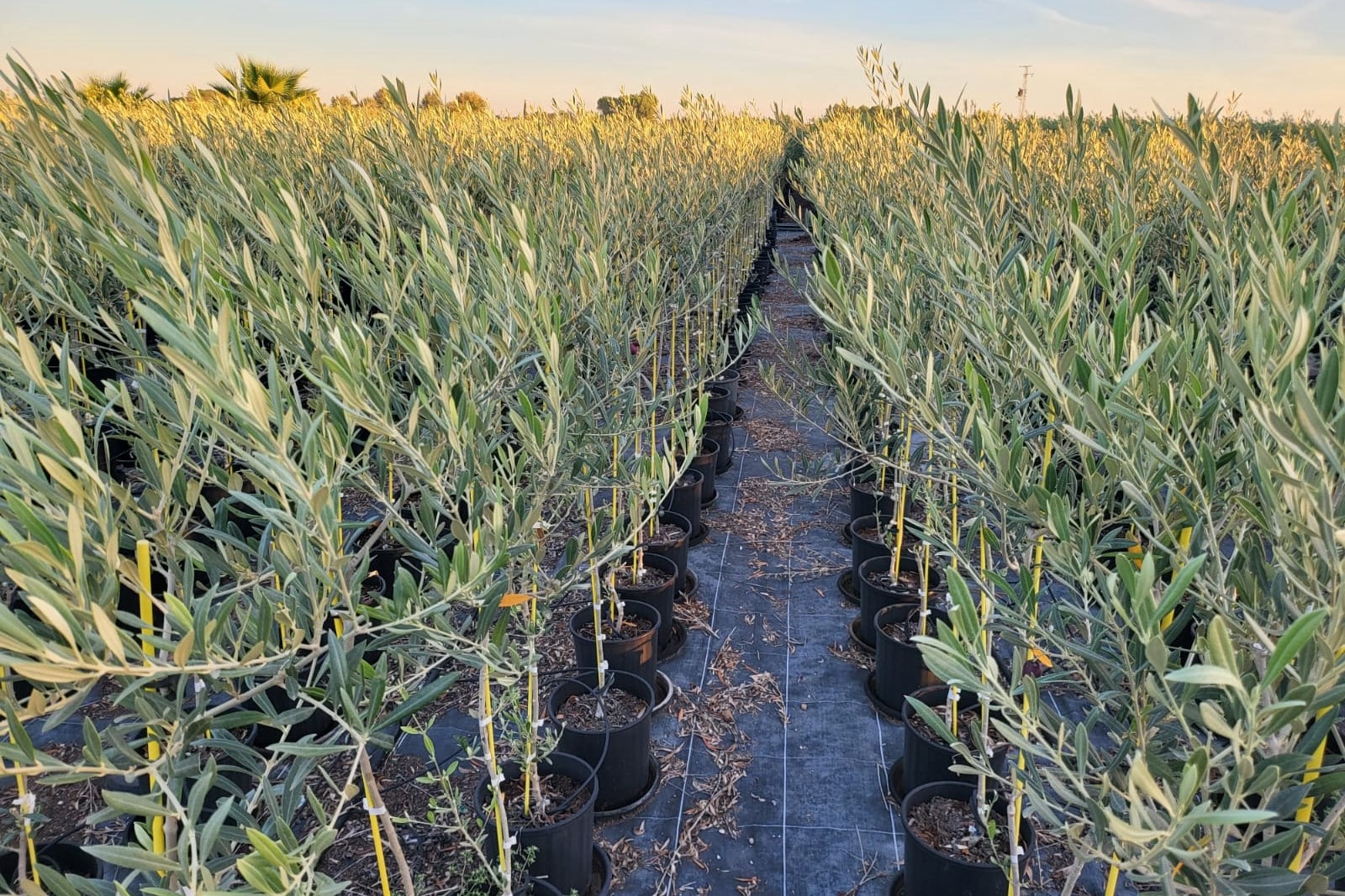 Plantones de olivos en macetas