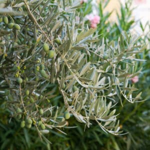 olivo manzanilla sevillana en mattegreen