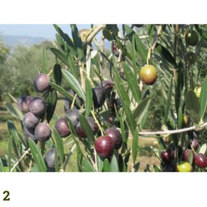 Olivo Sikitita