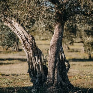 Olivo coriana de mattegreen