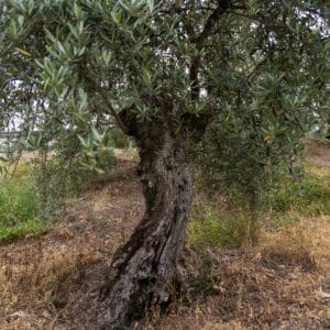 imagen del olivo lecciana que administra mattegreen