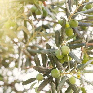 imagen de olivos injertados que ofrecen en mattegreen